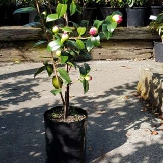 Planter Bags (PBS)/Sprayguards 90X90X200-80 BLACK PB2 - Flexoplas